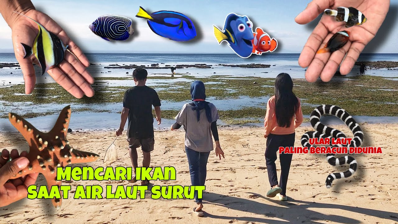 Dapat berbagai macam jenis ikan hias ketika air laut surut gais ❗️❗️❗️
