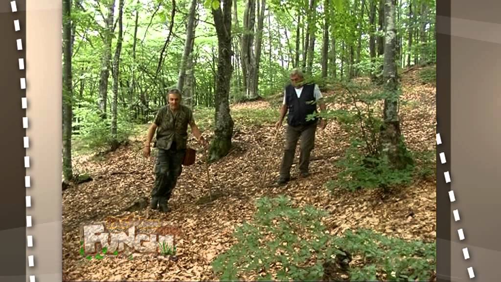 Passione Funghi: La Val di Taro