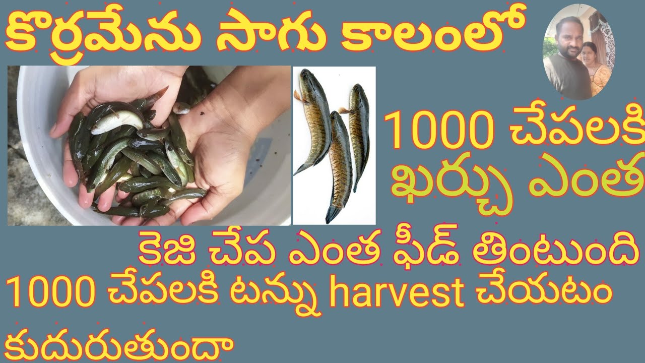murrel (snakehead)fish FCR&FORM DURATION details 9493243217