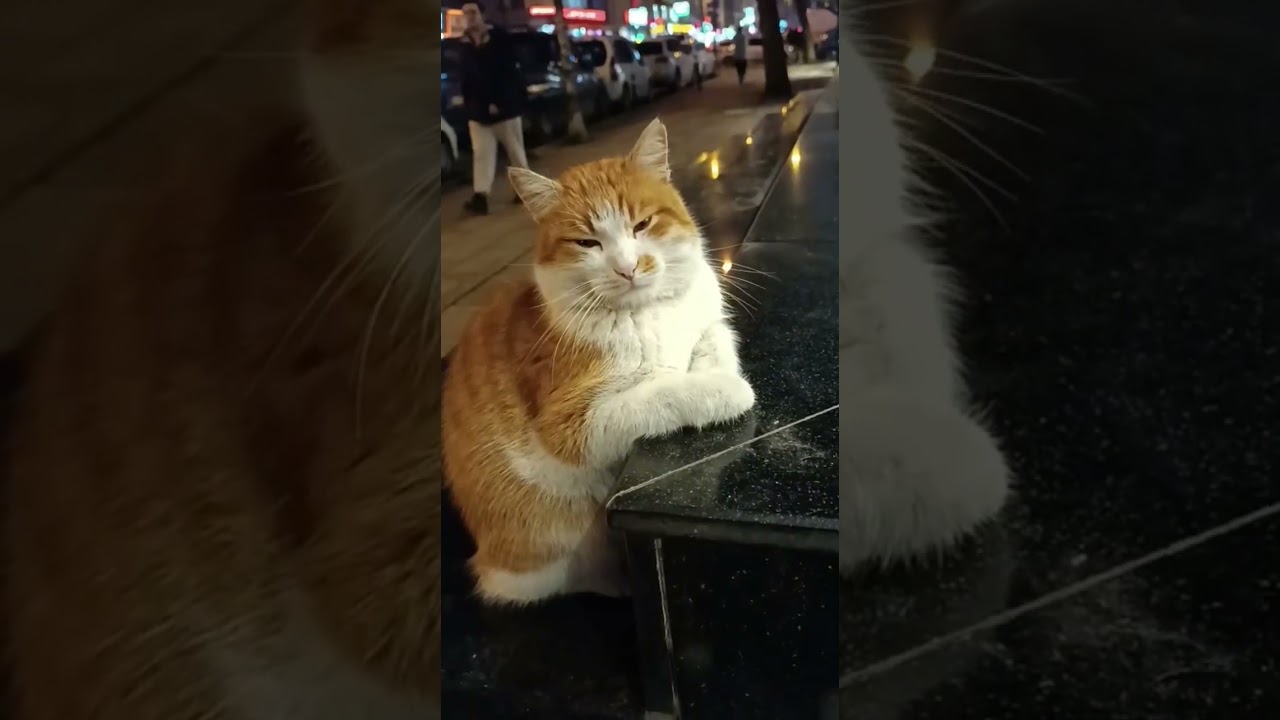 Pamukcanın  yaşamı❤️#cat #kedi #kediler #funnycats #keşfetbeniöneçıkar #shortvideo #shorts #love 