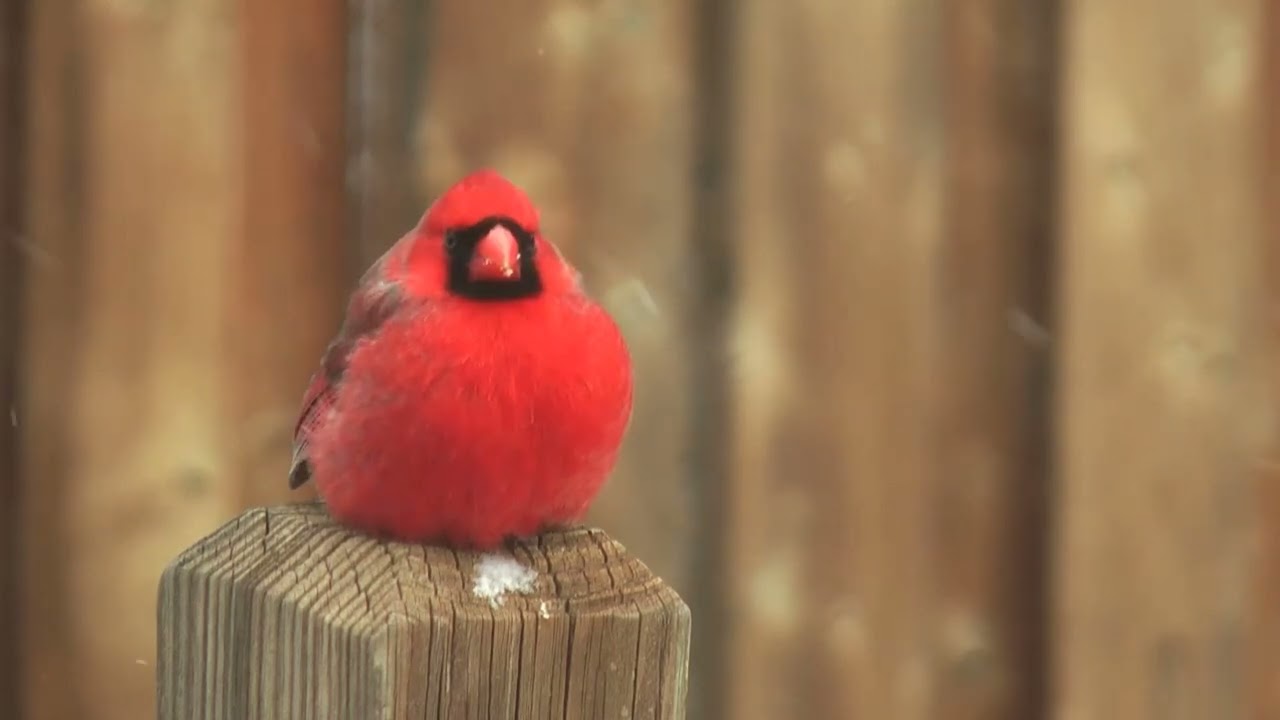 Colorful bird -  1 Hr - Video Screen Saver