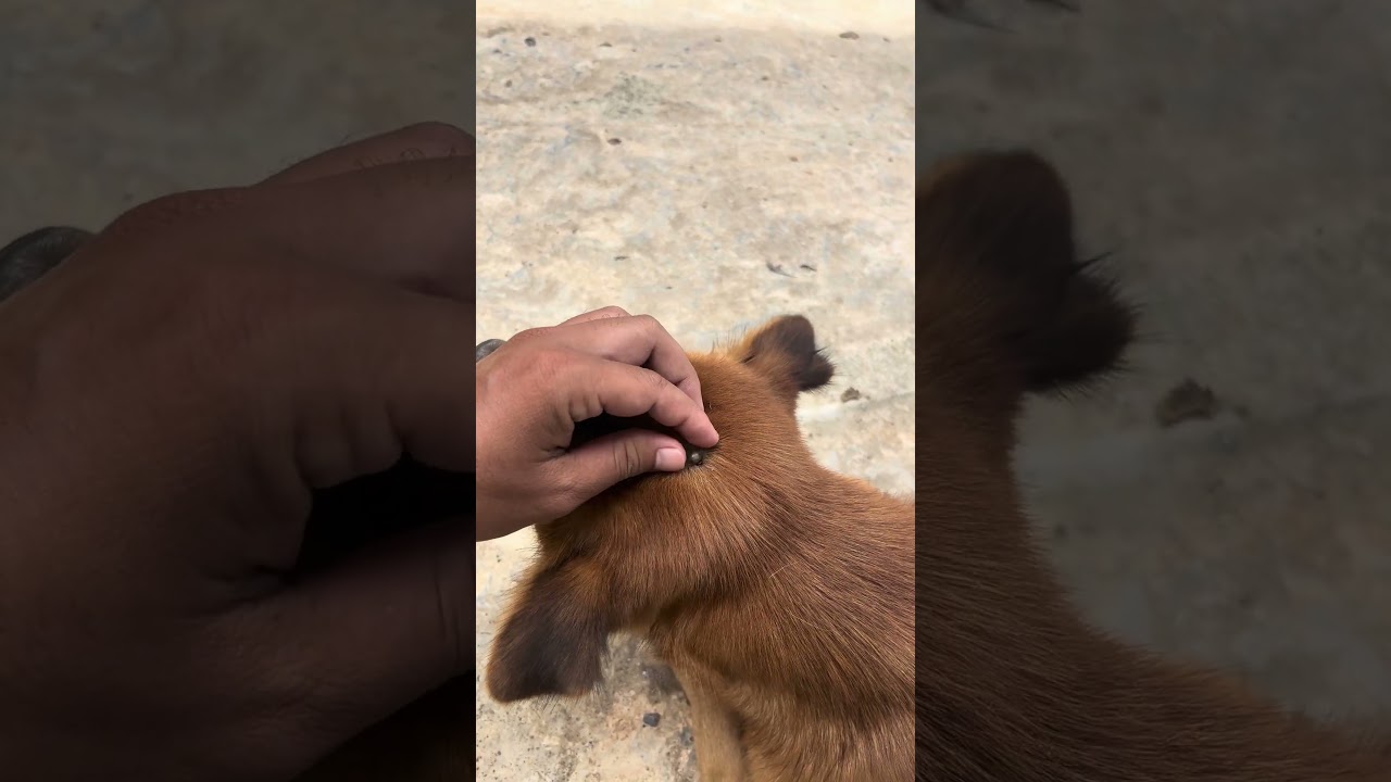 Kick out a big tick #apetslife #dog #pets #animals #tick #lice fleas #shorts #shortvideo