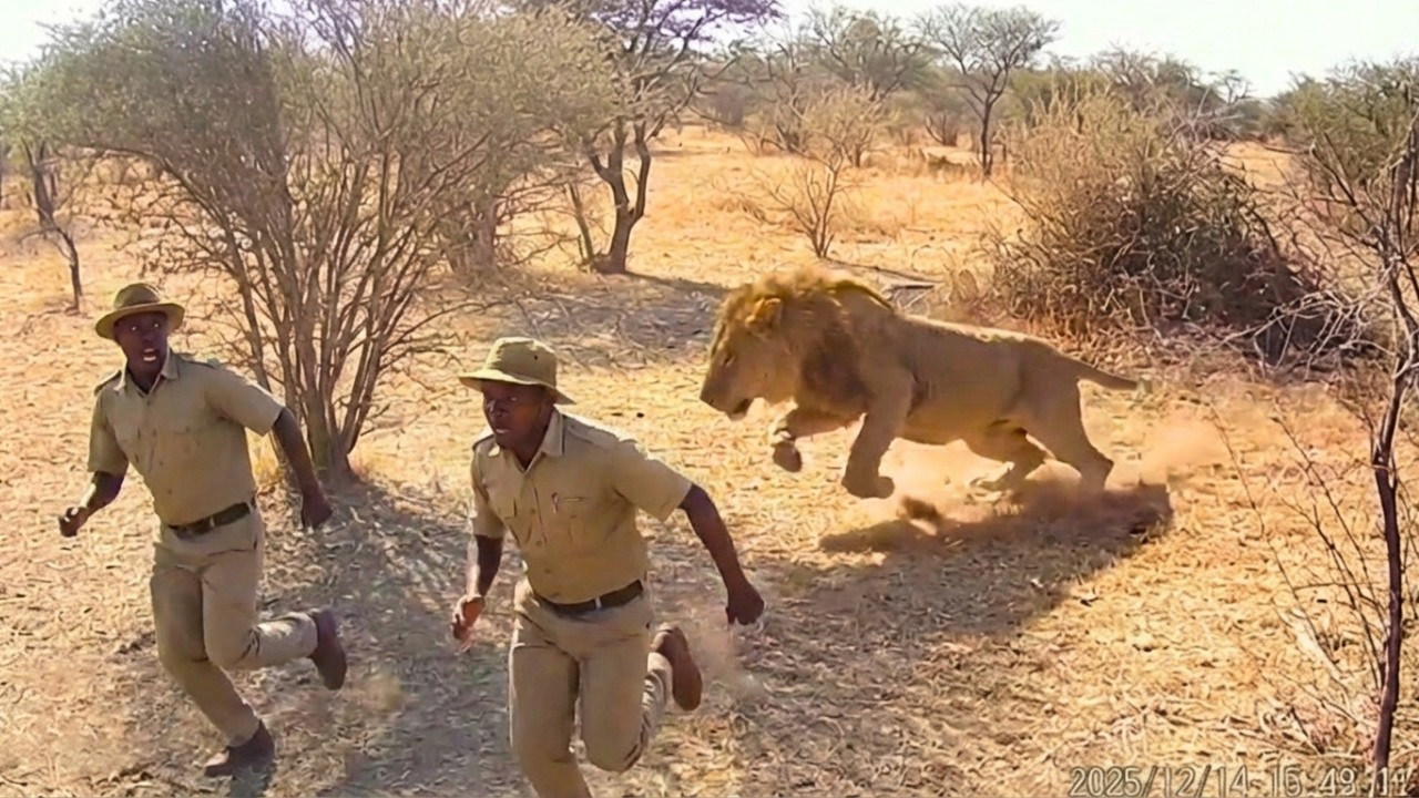 Un sur cent mille: Moments r&eacute;els de survie animale