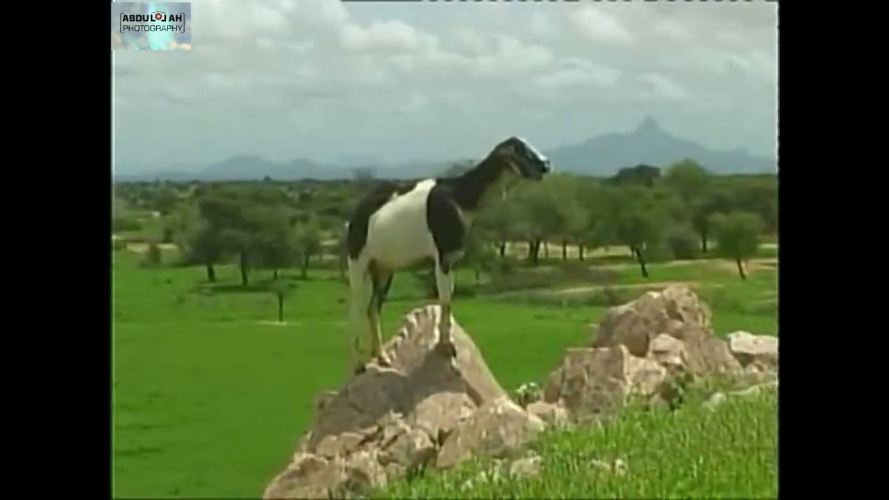 محلية كبكابية _ منطقة ام لعوته / Kabkabiya locality _ Umm Lauta area