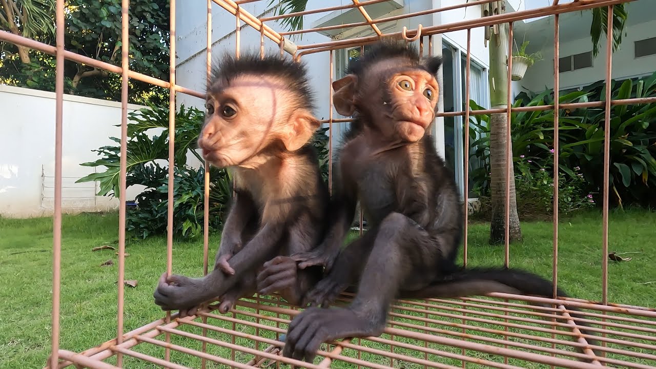two little monkeys