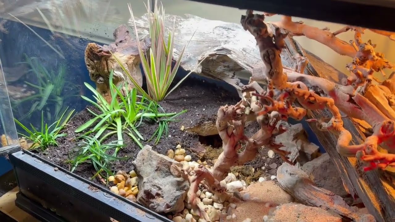 Natural Leopard Gecko Terrarium Build