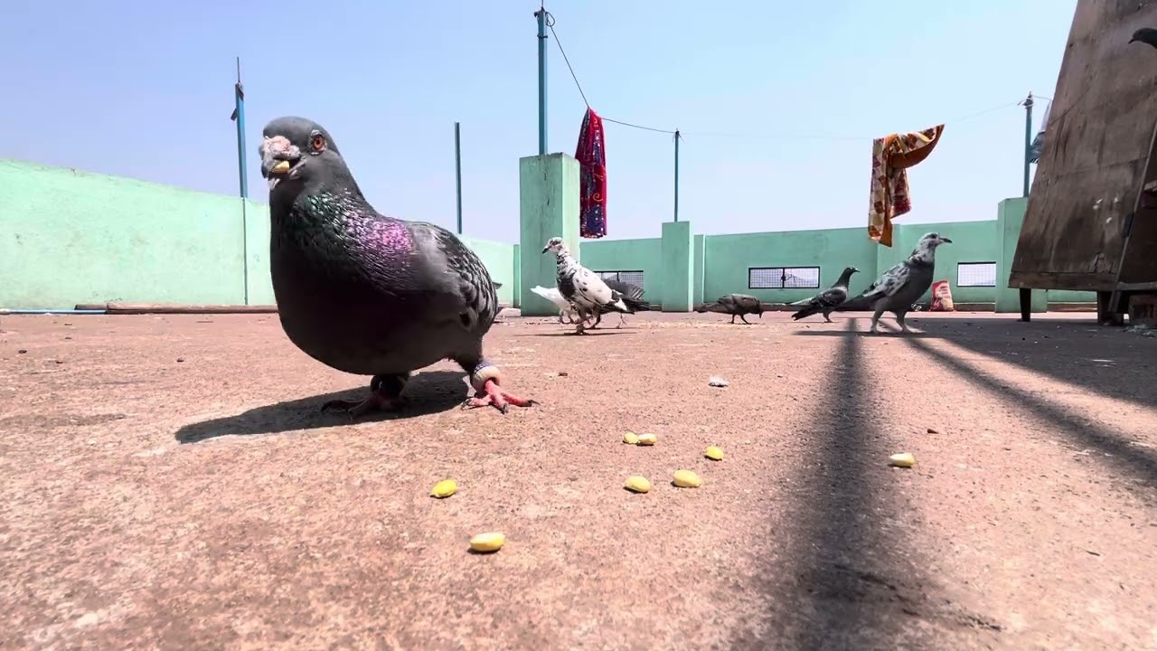 🕊