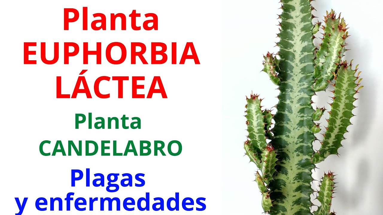 CONSEJOS PARA CUIDAR LA PLANTA CANDELABRO. Euphorbia lactea