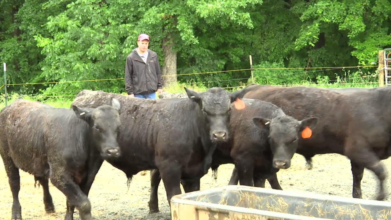 Franklin County Agricultural Close-up