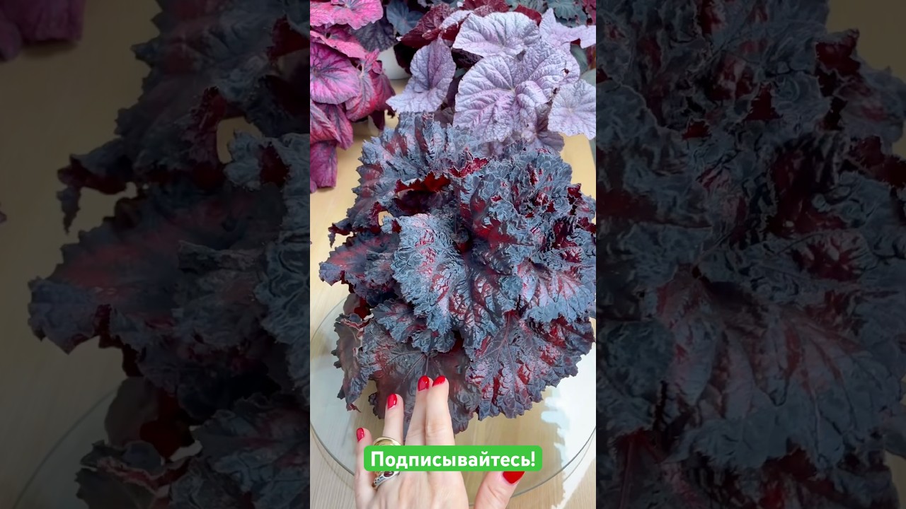 Бегония нашей селекции DS-Dark Rouge #begonia #бегонии