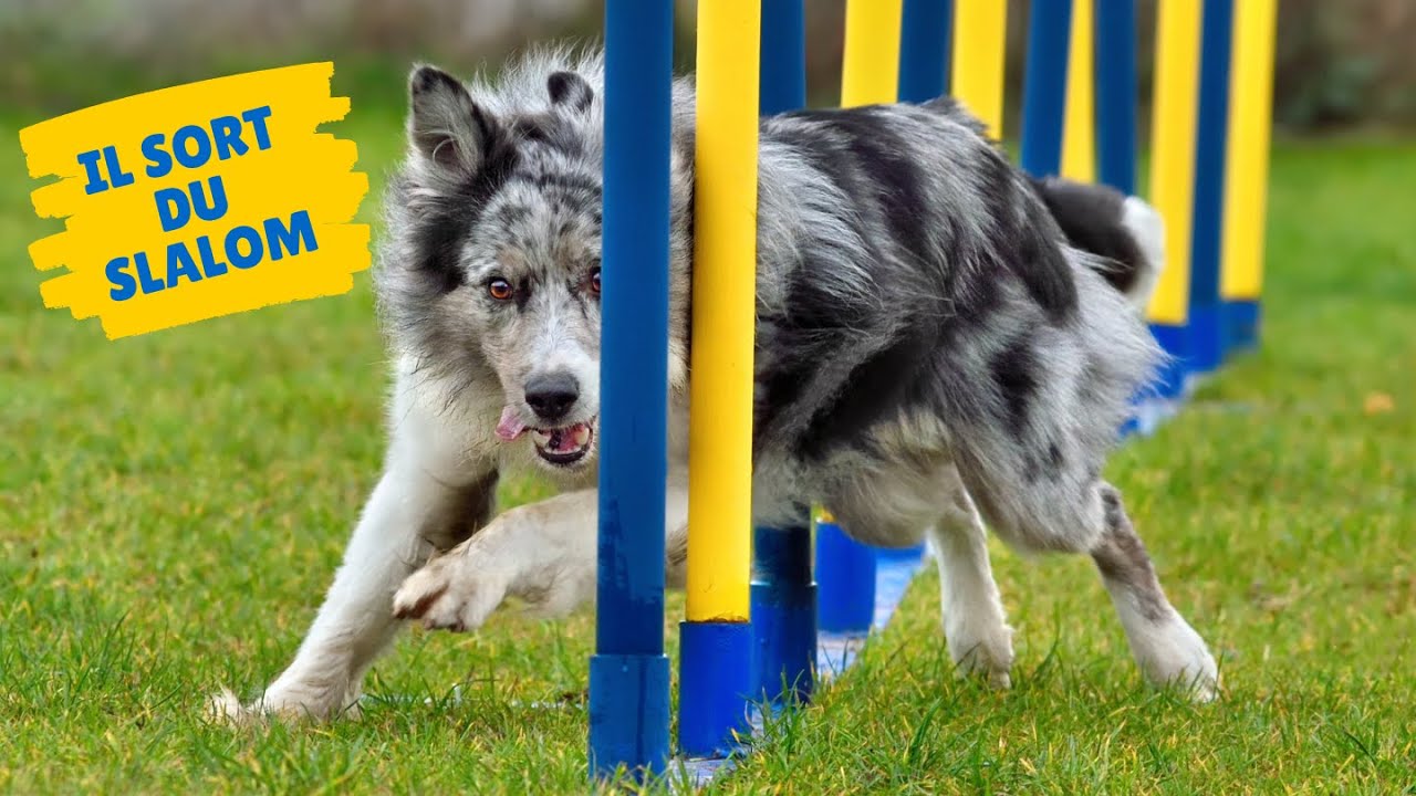 Les 10 causes de faute de slalom !