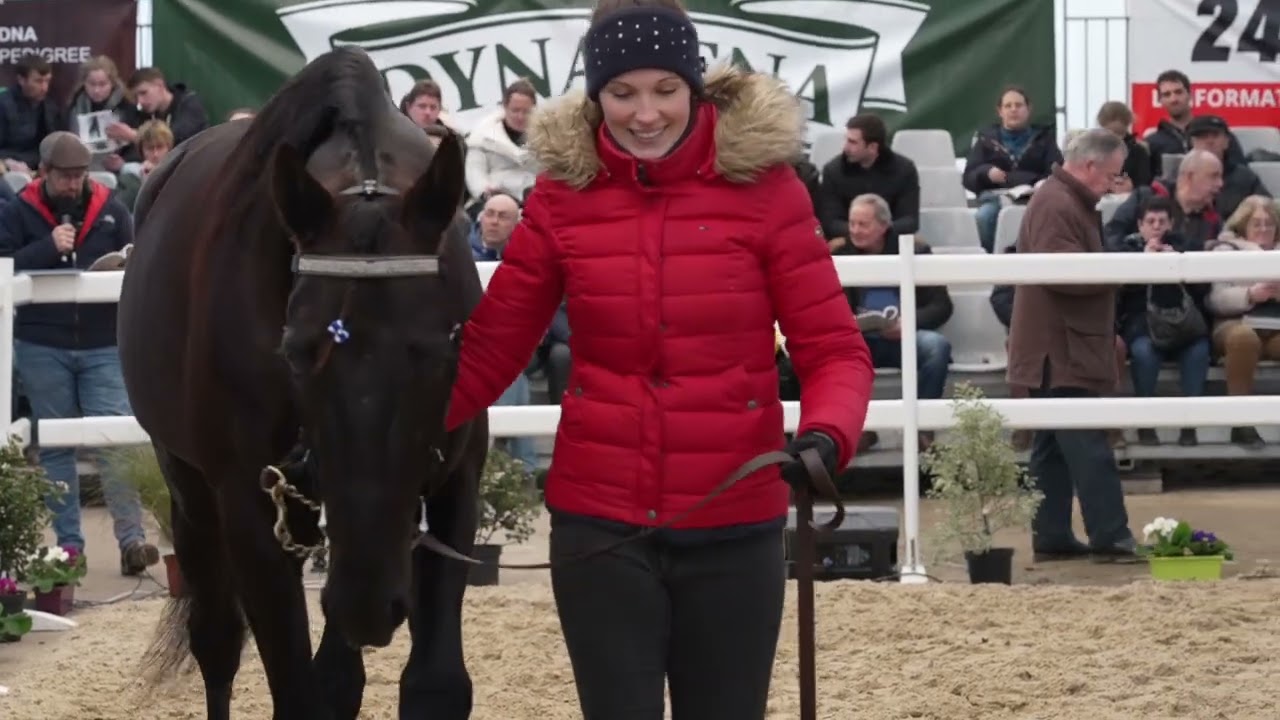 HARAS DU ROCHER SALON LE LION D'ANGERS 2025