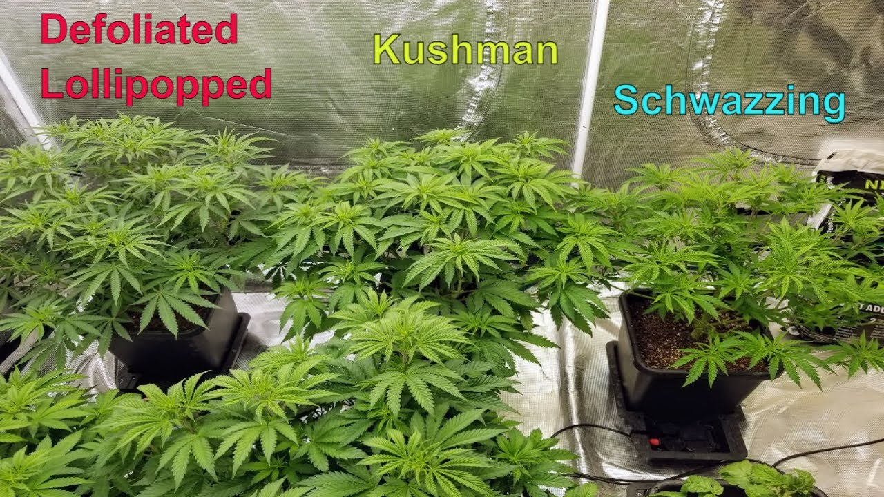 PK Auto Partial Harvest, And Various Training On The Cafe Racer Photos #MarsHydro #ILGM #RocketSeeds