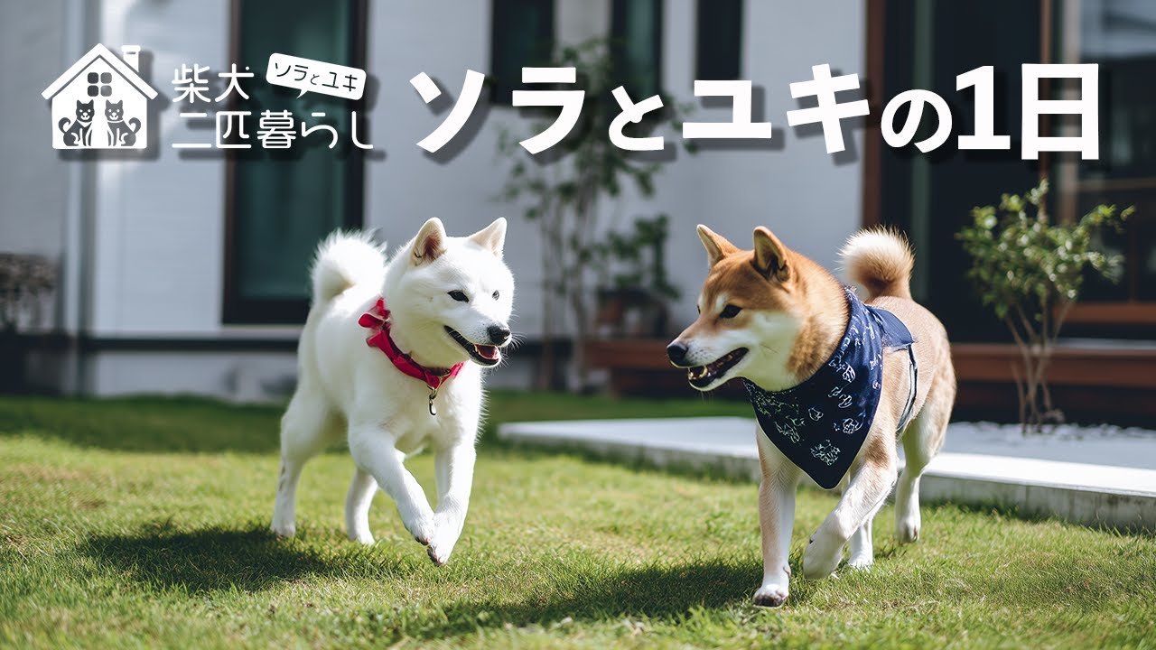 【AI柴犬二匹暮らし】ソラとユキの1日｜A Day of Sora and Yuki