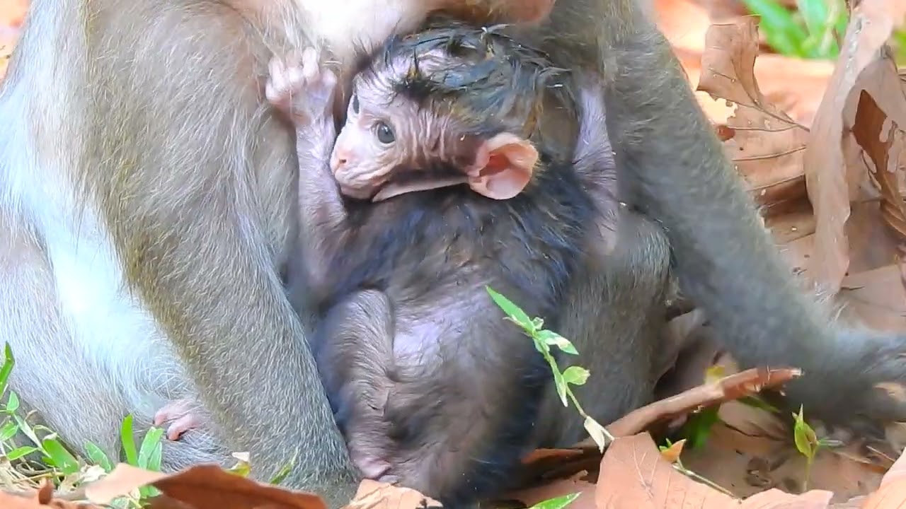 Newborn Enjoys with their regular best environment