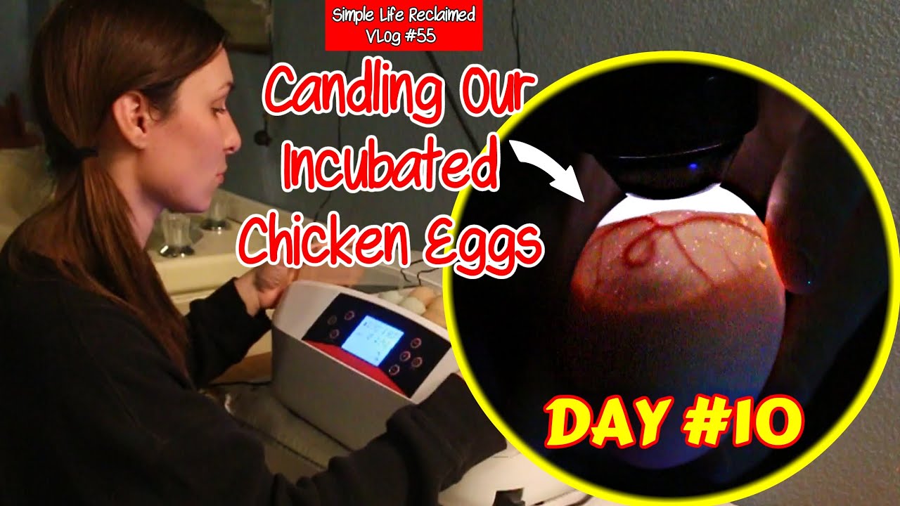 Candling Our Incubator Chicken Eggs at 10 Days | VLog #55