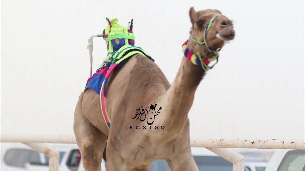 غايه : الكريبي جابر حمد الغفراني المري