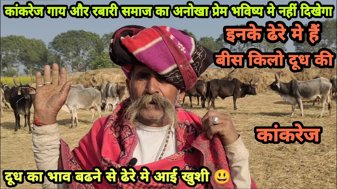 Kankrej Cows milk+beauty दूध का भाव बढ़ने के बाद भी क्यों रबारी समाज गायों को छोड़ रहा है Must Watch