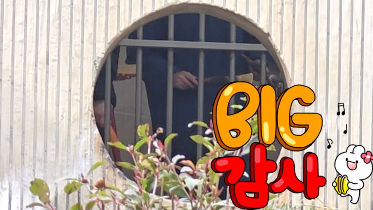 2/5 푸바오실시간 오휴(2) 간식 죽순들고 푸야주려고 대기하시는 사육사님들 정말 감사합니다