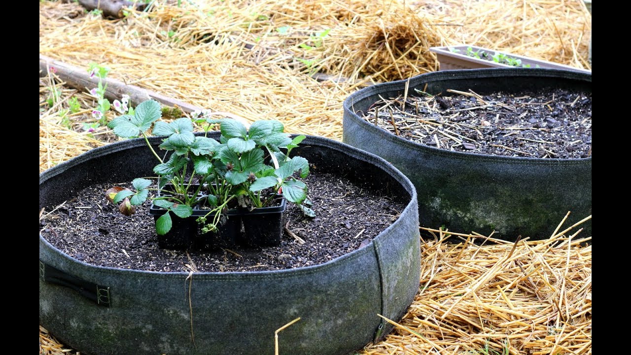 Planting Strawberries In Fabric Grow Bags-Sweet kiss Strawberry