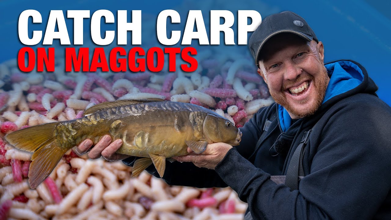 Catch Carp On Maggots | Basics Pole Fishing Guide