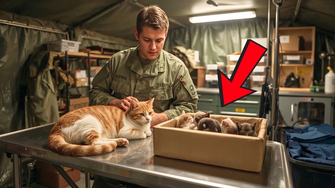 Troops Found a Mother Cat Guarding Five Kittens in a Bunker The Day 12 Moment Was Too Much