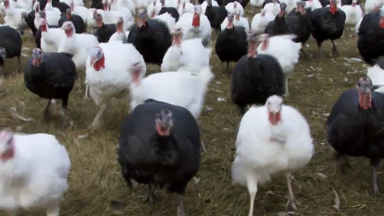 John Howe & His Free Range Turkeys