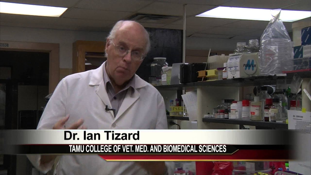 Circovirus Warning for Dog Owner