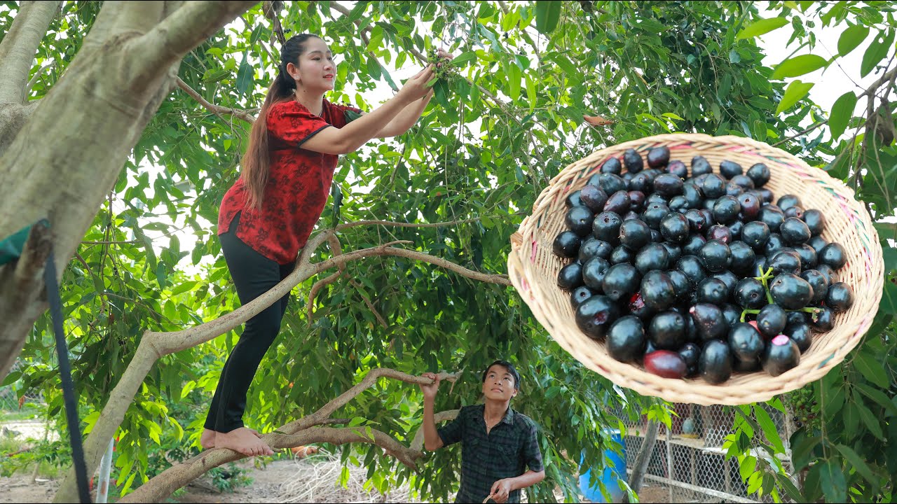 Climbing the tree for JAVA Plums fruit | Java Plums marinating chili salt then enjoy Sea Food Curry