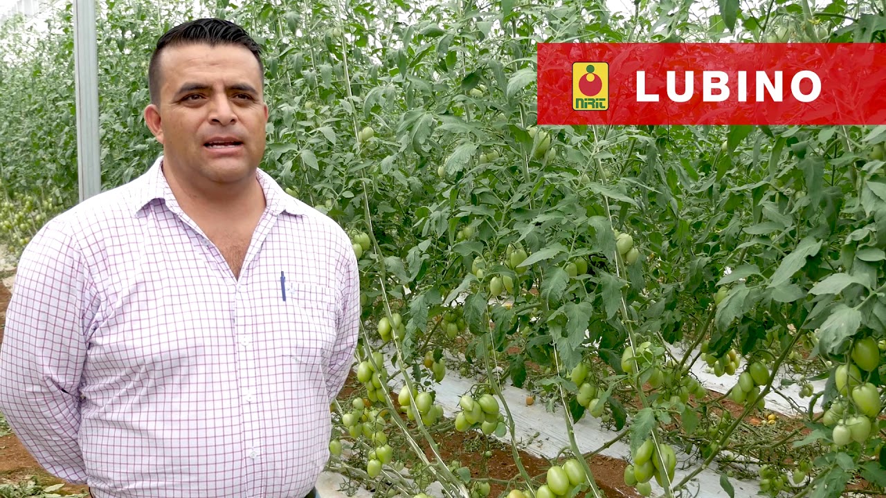 LUBINO - Testimonio Tamazula, Jalisco