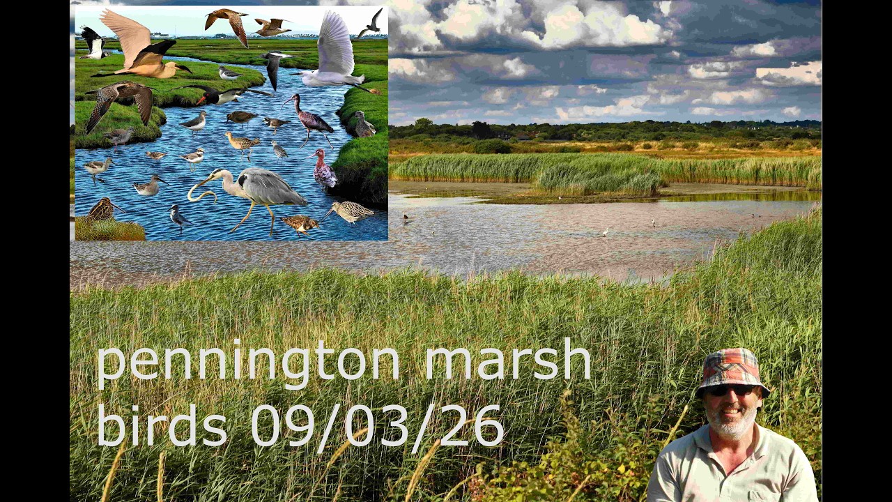 some birds i saw from Pennington marsh in Hampshire this week 09/03/26 #birds #wildlife #nature