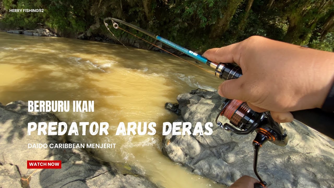 BERBAHAYA ‼️ TARIKAN IKAN INI MEMBUAT REEL DARI DAIDO CARIBBEAN PRO MENJERIT 