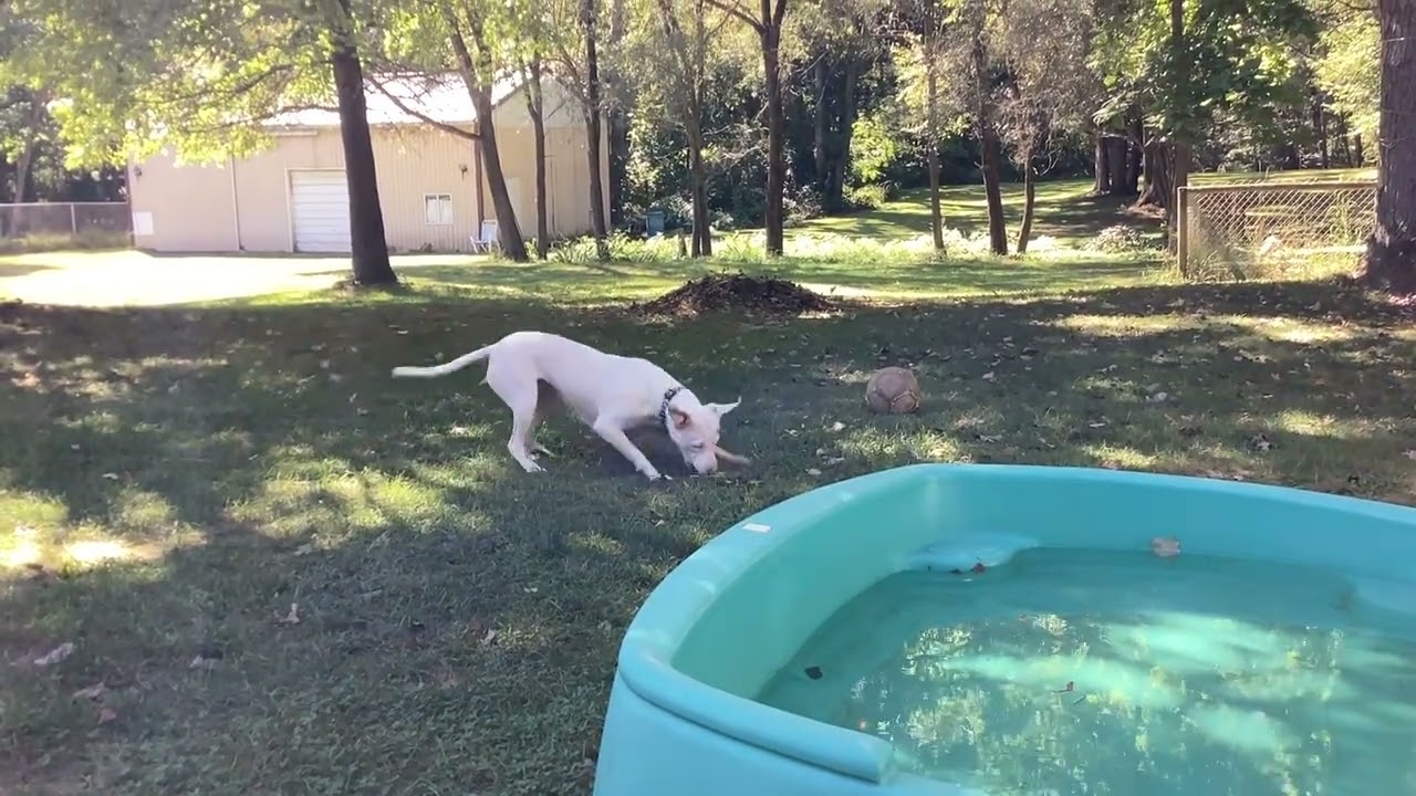 Cute Pitbull puppy playing with toy