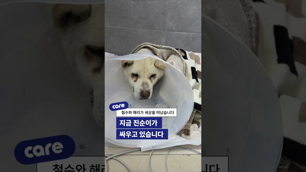 흔하디 흔한 백구들이지만... 떠난 백구들과 남은 백구를 위해
