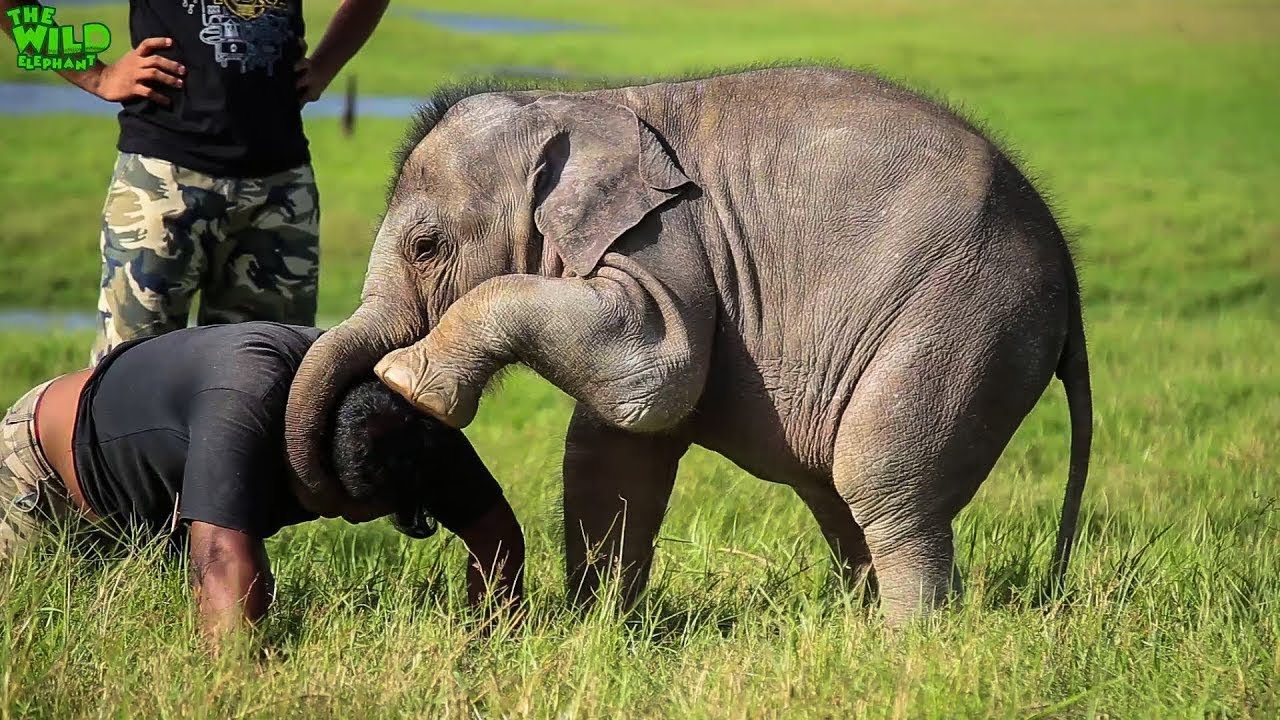 Adorable Baby Elephant playing around with Wildlife officers