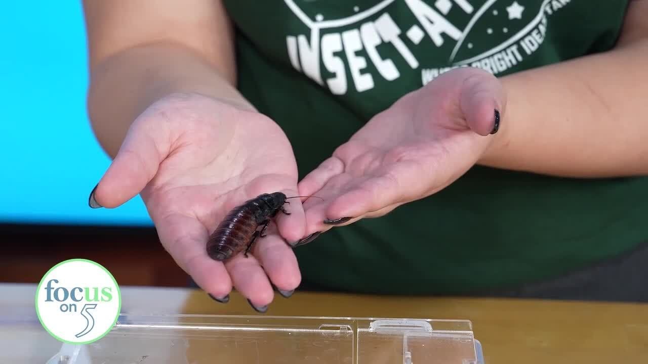 Focus on 5: Insect-a-Palooza