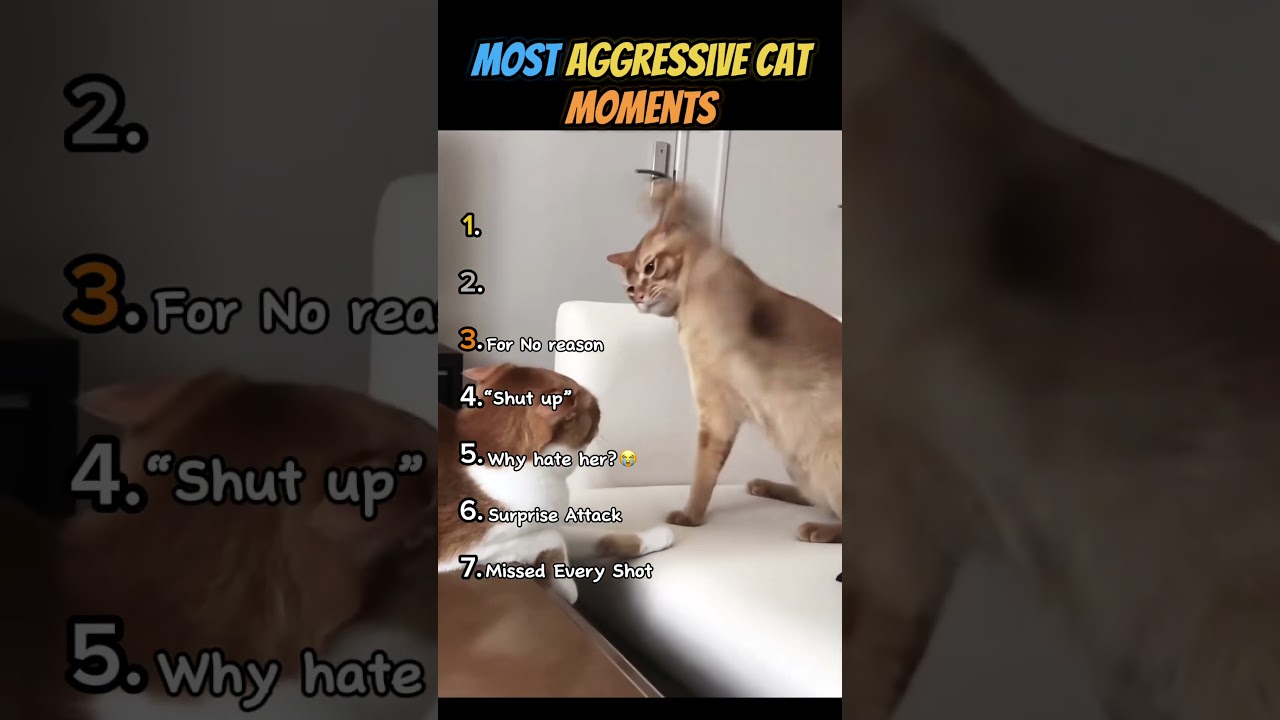 Most Aggressive Cat Moments!! (the last one shows why you should not get a cat😭)