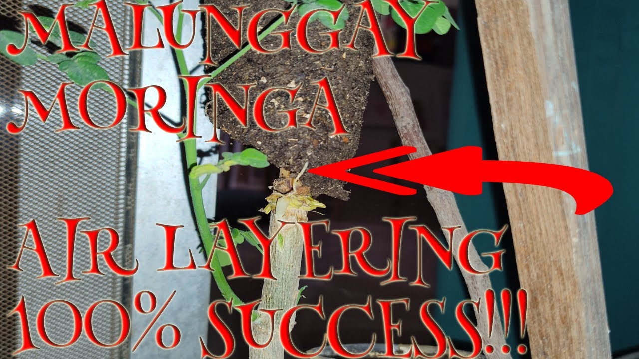 MALUNGGAY MORINGA AIR LAYERING