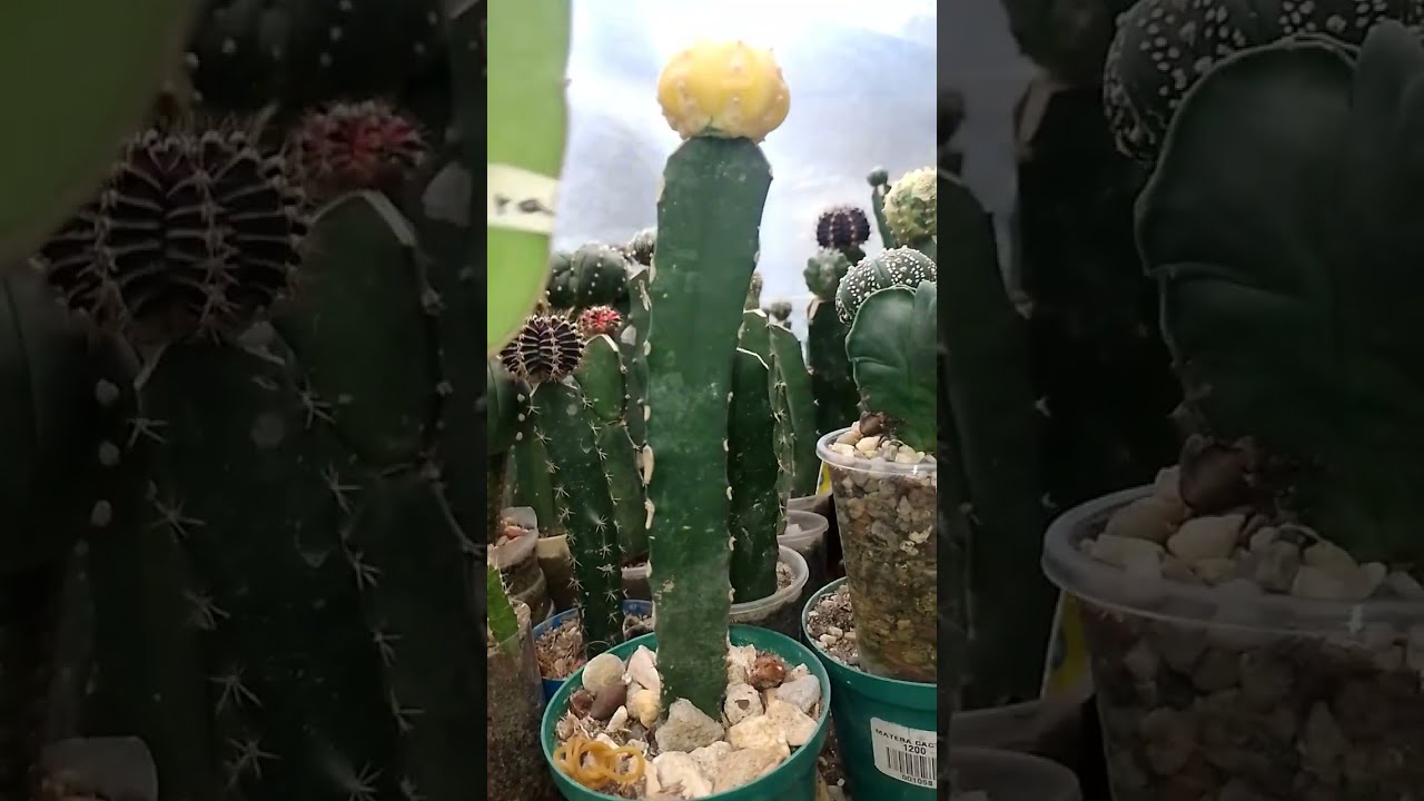 Los cactus 🌵 y yo Preparándonos para el verano