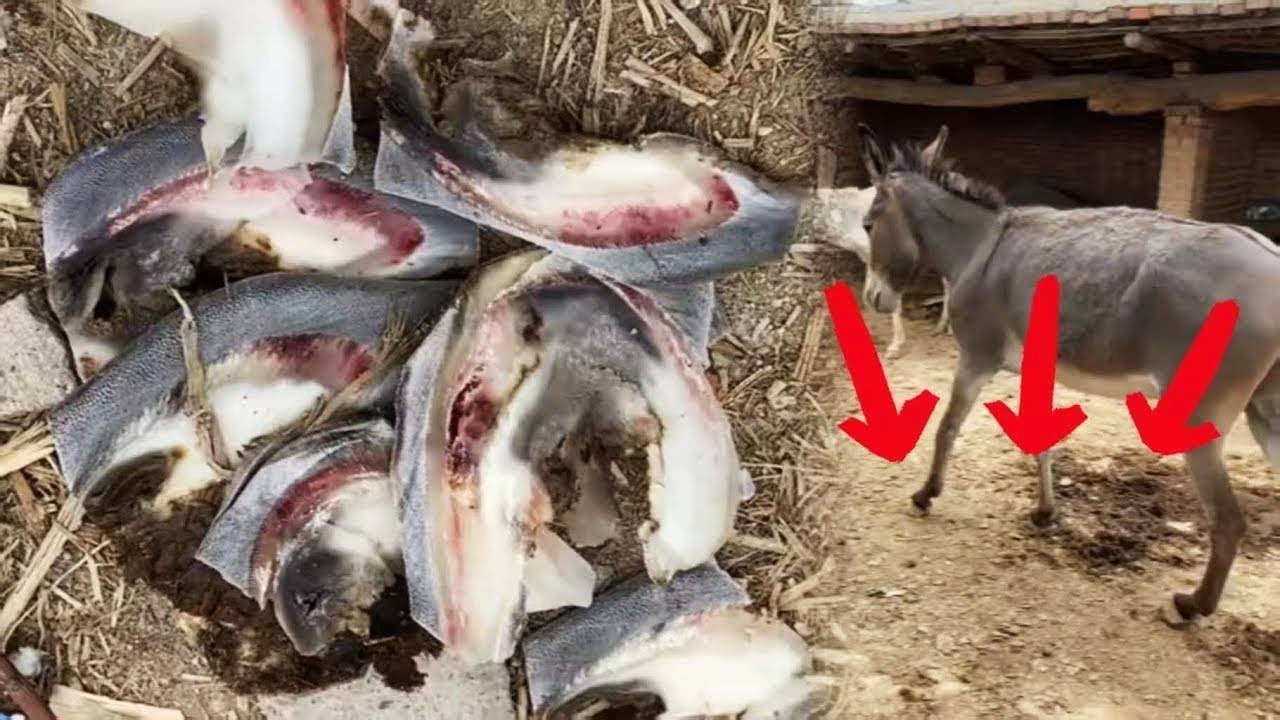 Save abused animals | ASMR | Donkey hoof cutting sound