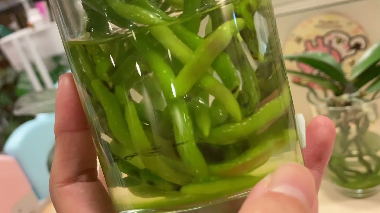 最早期入水蝴蝶蘭分享｜爛根蝴蝶蘭蛻變