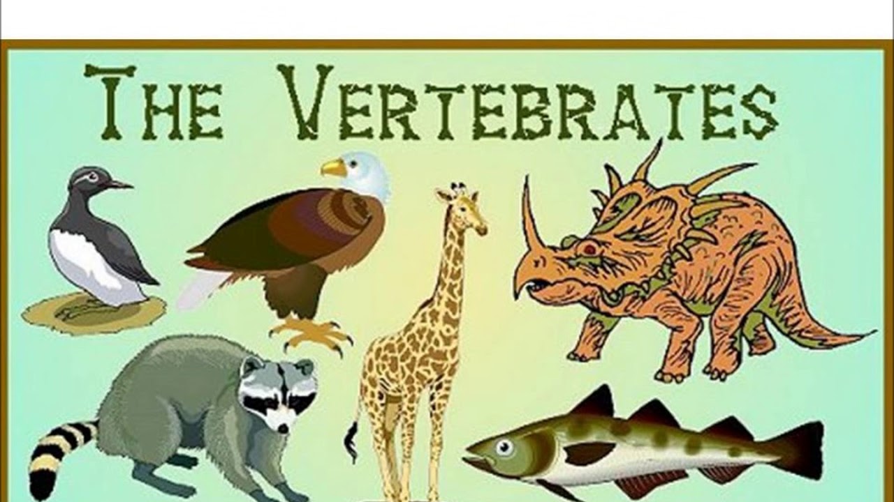 Year 3  The vertebrates song