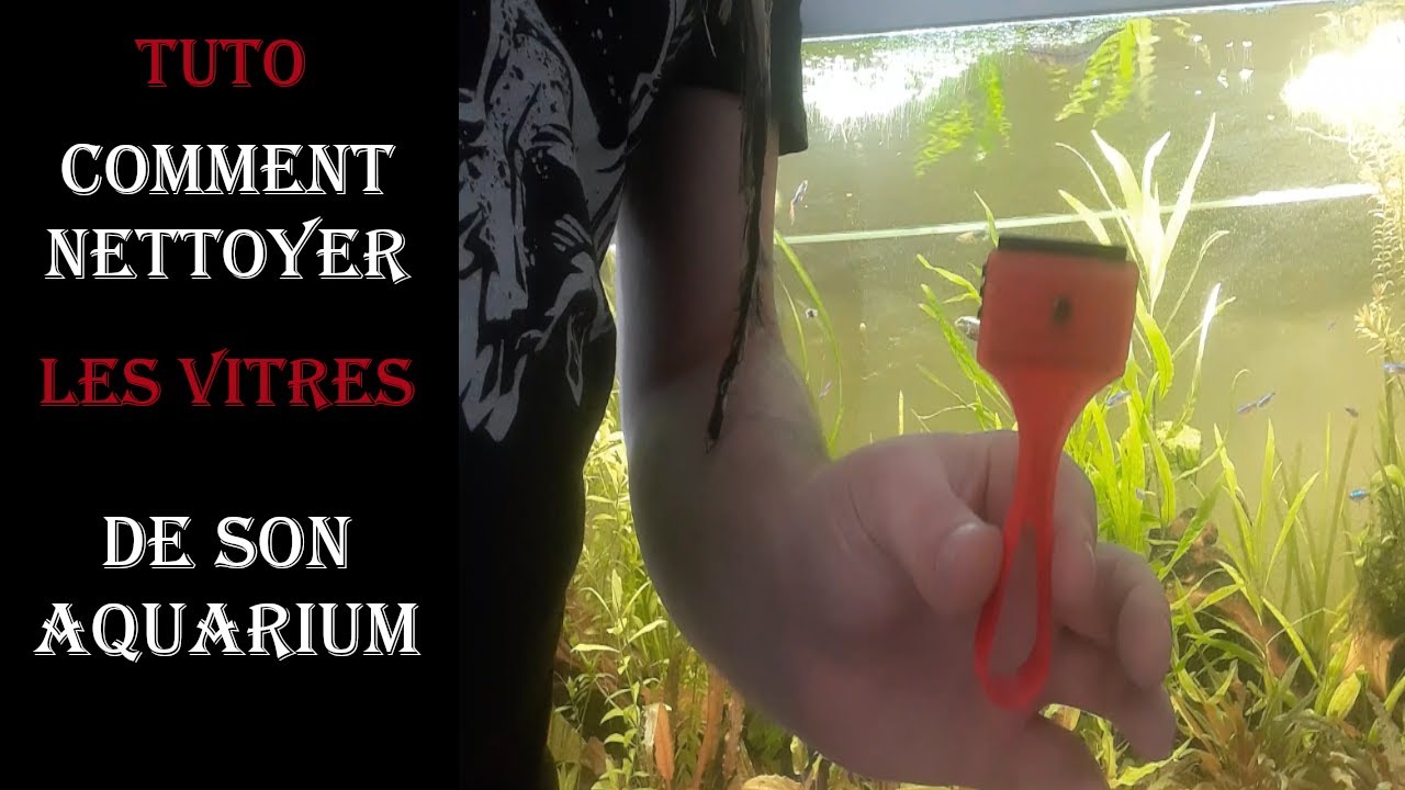 #TUTO Comment nettoyer les vitres de votre aquarium