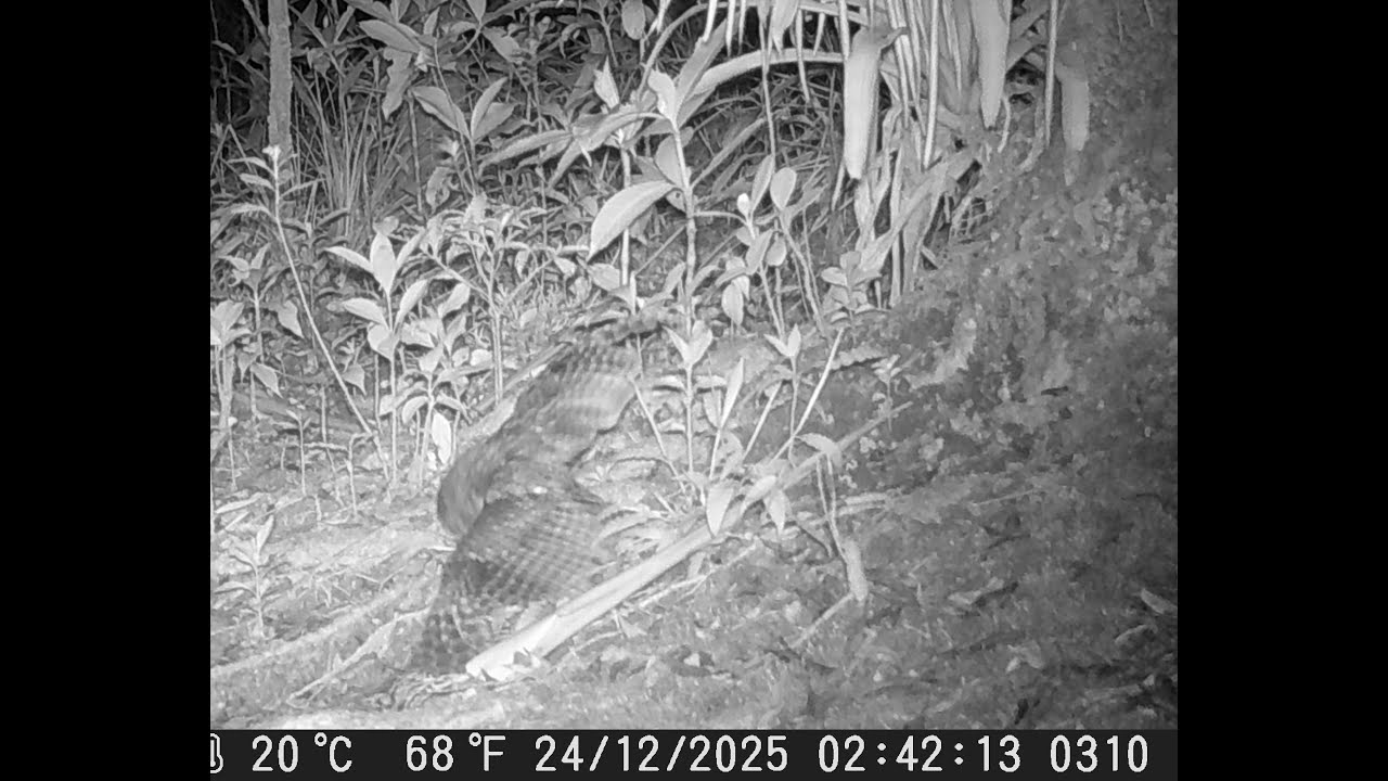400º vídeo: corujinha-do-mato/ Tropical Screech-Owl -  Megascops choliba (VI)