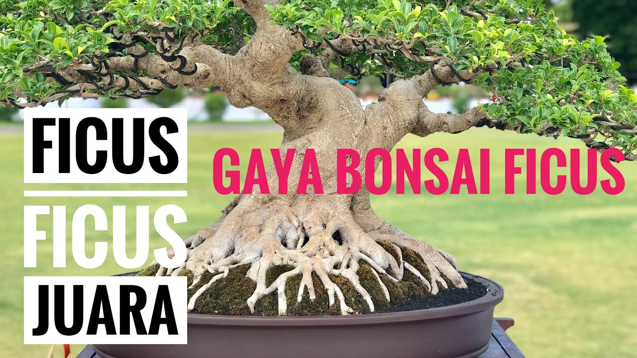 Bonsai beringin || Gaya bonsai ficus juara