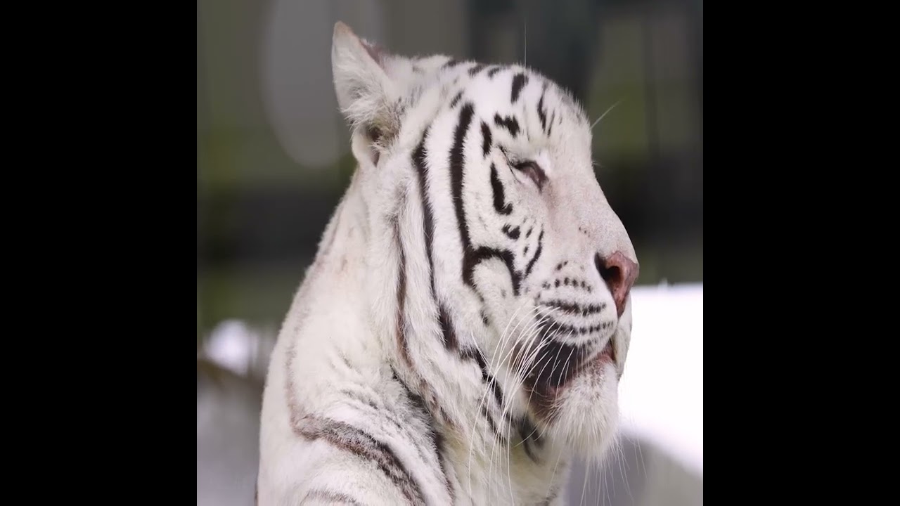 tdf - CULTURE [full album] (with animal screensaver)