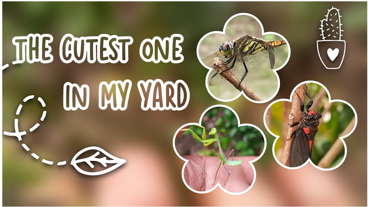 When Tiny Creatures Turn My Backyard Into a Stage