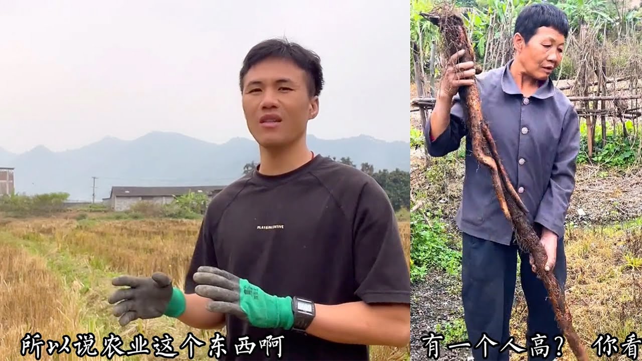 去年种的淮山就被偷过，今年想早点挖，去看看目前长得怎么样了？