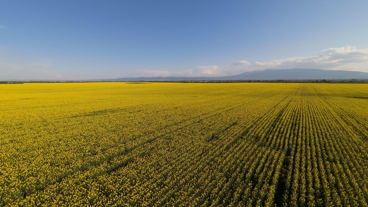 [4K] DJI Avata 2 — The yellow ocean