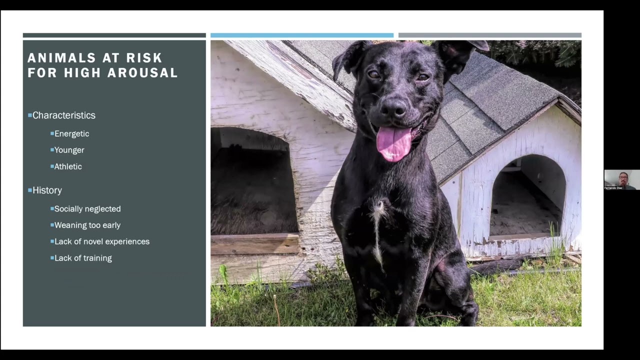 Managing Canine Arousal in the Shelter Setting - MMBC